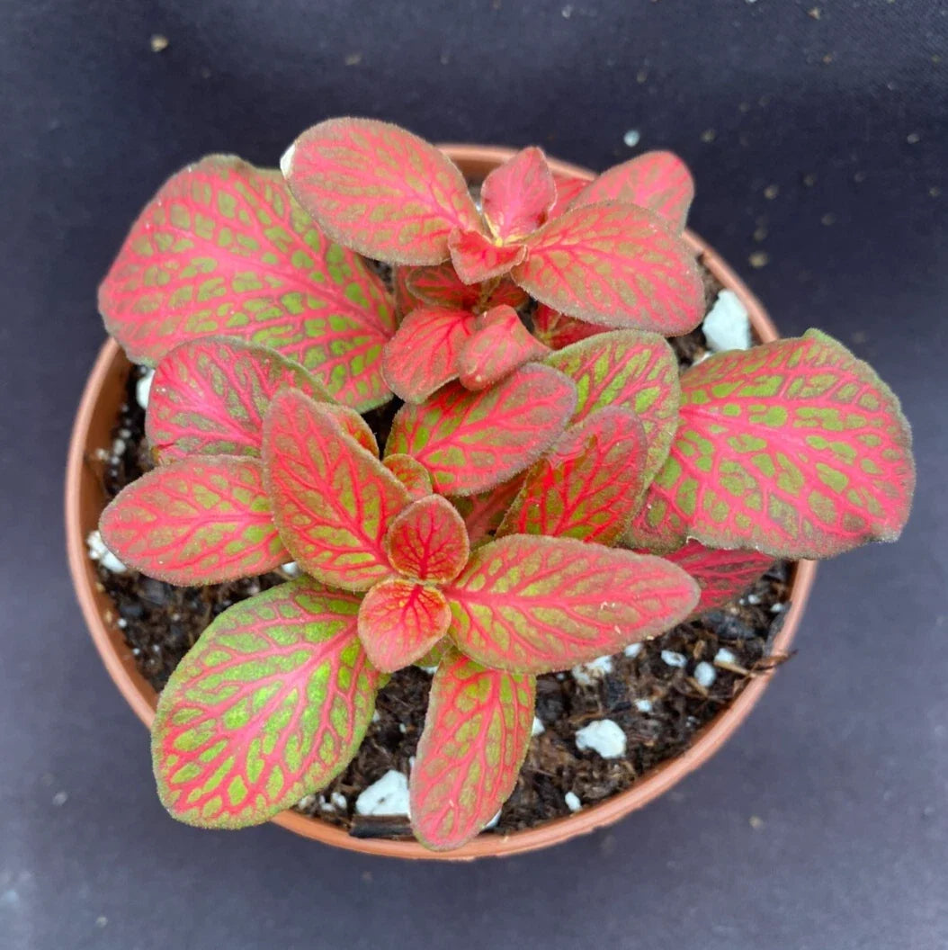 Fittonia Red Flame Plant 3" Pot Low Growing Colorful Rooted Plant