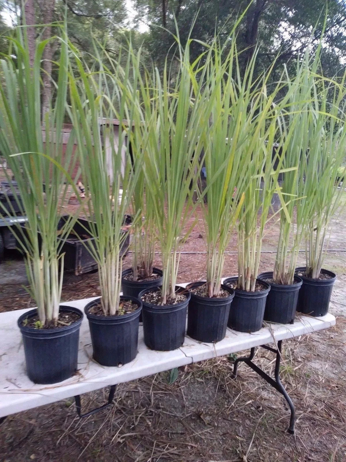 Lemongrass Plants 8-12" Tall, 12 Live Stalks, Citronella Grass, Perennial, Non-Pesticide, Perfect for Cooking and Tea