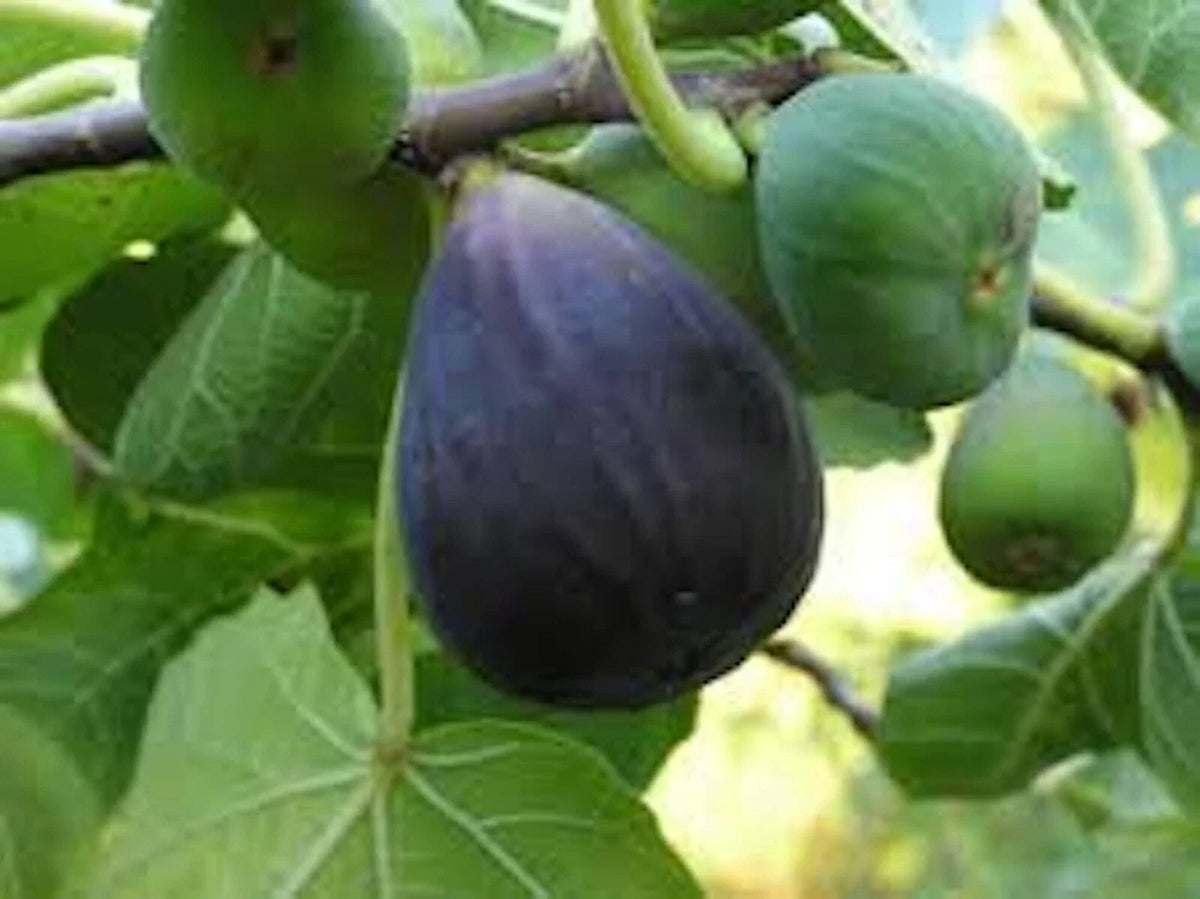 Black Mission Fig Tree Starter Plant - 3 Pack - Ficus Carica - Everbearing Edible Fruit Tree - Large Lobed Leaves