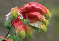 Live Red Shrimp Plant 4-6" Tall, No Pot, Justicia brandegeeana, Tropical Evergreen Shrub, Ornamental Garden, Hummingbird Attraction