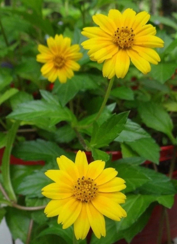 Creeping Daisy Plant 1 Rooted + 5 Cuttings Yellow Wedelia Trilobata Perennial Vines