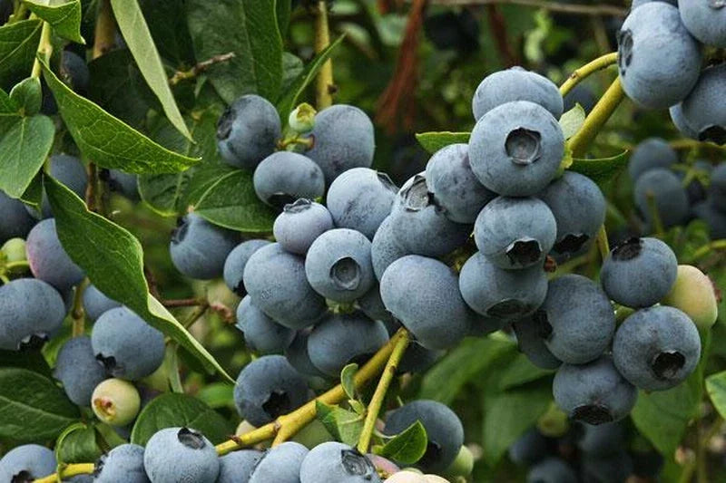 Patriot Blueberry Plant - Rooted Shrub, Self-Pollinating, 4-6 ft Tall, Vaccinium corymbosum, Zones 5-8, Large Blue Berries