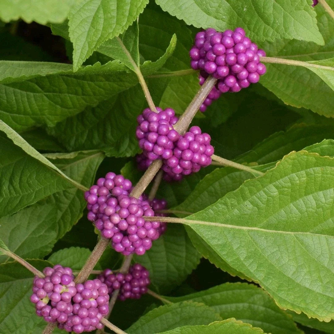 American Beautyberry Live Plant 5 Pack 10-12" Tall Callicarpa americana Edible Purple Berries Drought-Tough Deer-Resistant