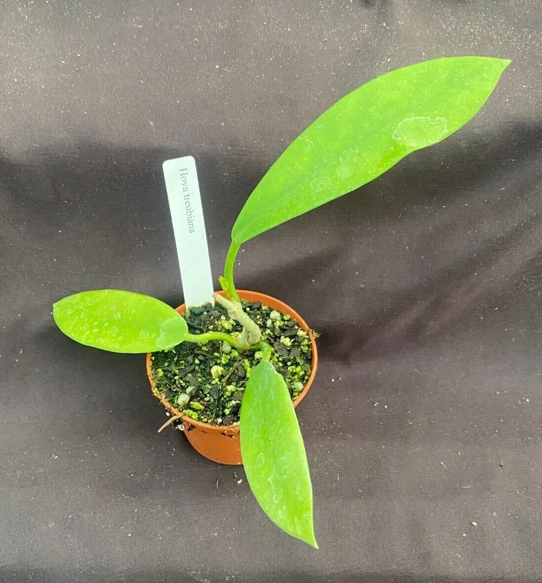 Hoya Treubiana Rooted Plant 2.5" Pot Live Houseplant