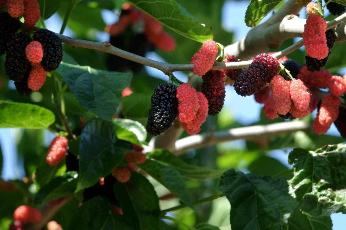 Dwarf Everbearing Mulberry Plants 2-Pack Live Fruit Trees Morus nigra Starter Size