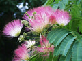 Silk Mimosa Tree Seedlings 6" Pink Flowers Albizia Julibrissin Live Plants Fragrant Butterfly Hummingbird Attracting