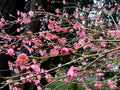 Japanese Ume Plum Cuttings 4-Pack Pink Variety Fragrant Winter Flowers Edible Fruits Prunus mume