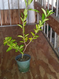 Acerola Cherry Tree Plant 12" Live Pesticide-Free Barbados Malpighia emarginata