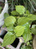Organic Piper Lolot Plant 12"+ Live Herb Seedling, Lá L?t, Edible Leaves, Shipped Bare Roots, Ideal for Asian Cuisine