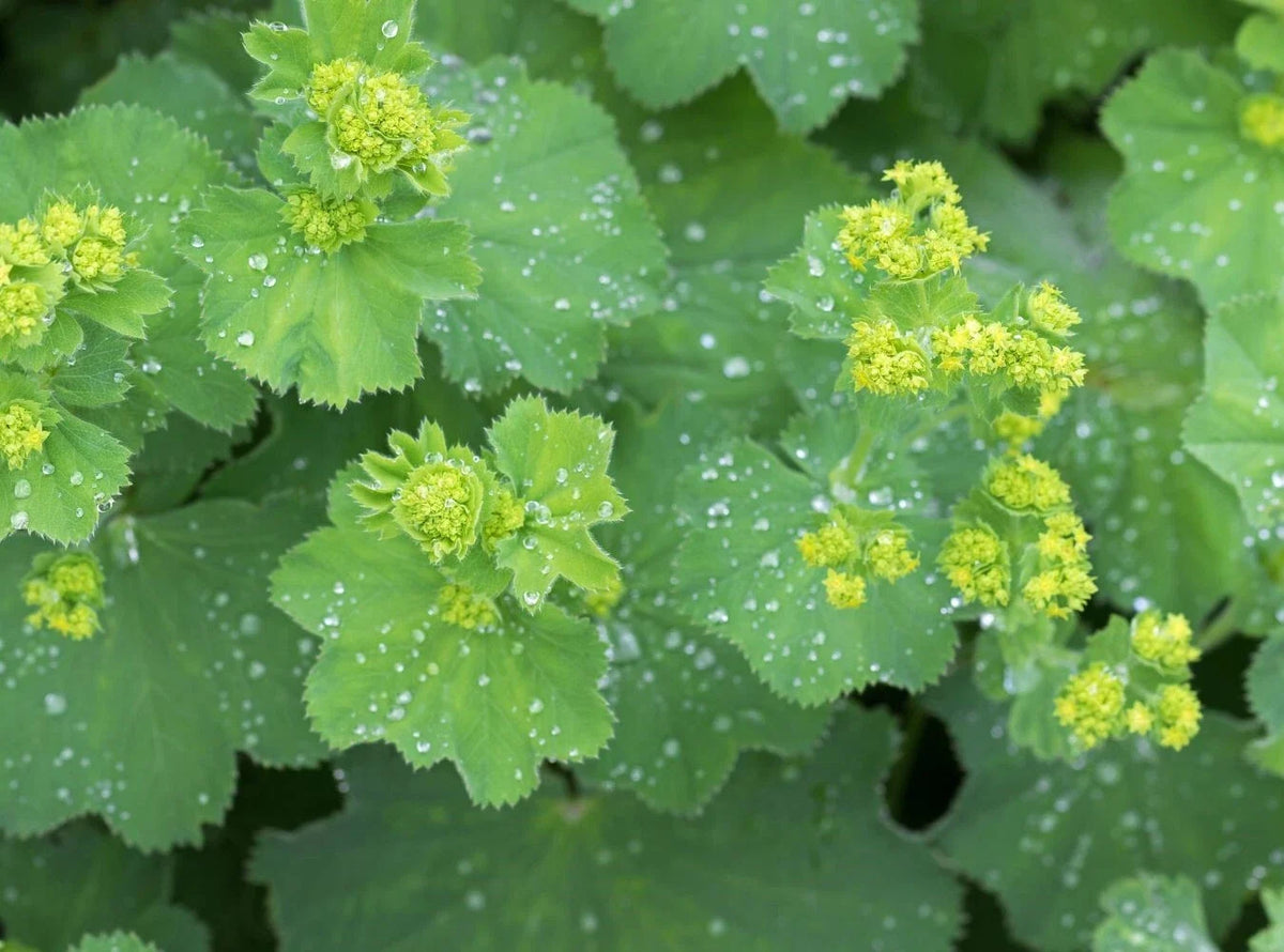 Lady's Mantle Perennial Plants, 2 Bare-Root, Chartreuse Blooms, Alchemilla mollis, Front Border Edging, Zones 4-7