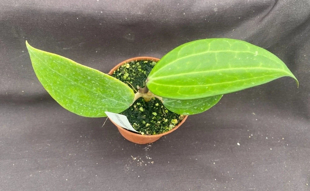 Rare Hoya polystachya Rooted Plant 2.5" Pot