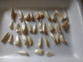 Organic Small Garlic Cloves Seeds for Planting - 30+ Hand-Harvested, Dried, Sprouted Allium Sativum