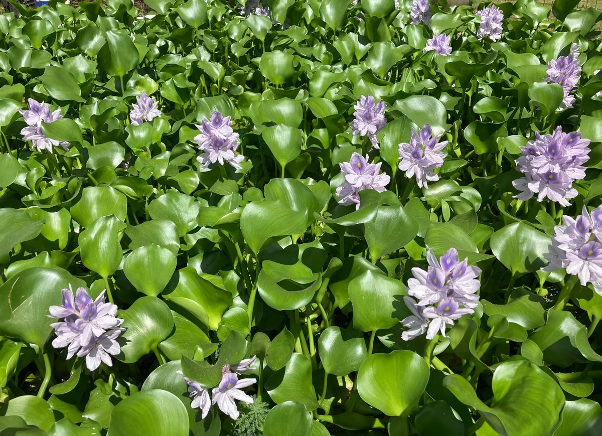Medium Water Hyacinth Pond Plants - 3 Live Floating Aquatic Plants - Eichhornia crassipes - Natural Algaecide for Ponds