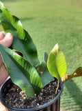 Pyrrosia Lingua Fern 5 Plants Rare Evergreen Indoor Tropical Asia Pyrosia Fire Fern