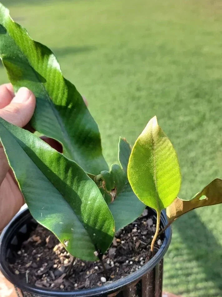 Pyrrosia Lingua Fern 5 Plants Rare Evergreen Indoor Tropical Asia Pyrosia Fire Fern