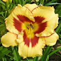 Daylily Plant Hemerocallis 'El Desperado' 1 Live Root Yellow Purple Blooms 28" Tall Zone 2-8