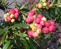 Pink Lemonade Blueberry Plant, 3" Pot, Vaccinium x 'Pink Lemonade', Rooted Live Plant