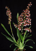 Orchid Plant 2.5" Pot Oncidium Pacific Pagan 'Kilauea'