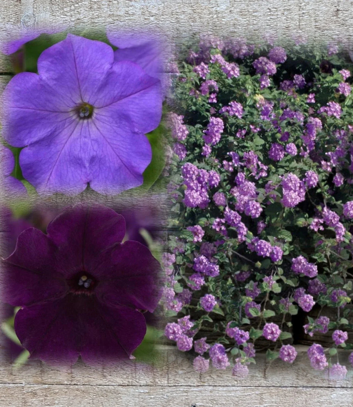 Lantana & Petunia Combo Live Plants Plugs, 6" Baby Plants, Dark Purple & Lavender, Lantana Trailing Lavender, Petunia Easy Wave