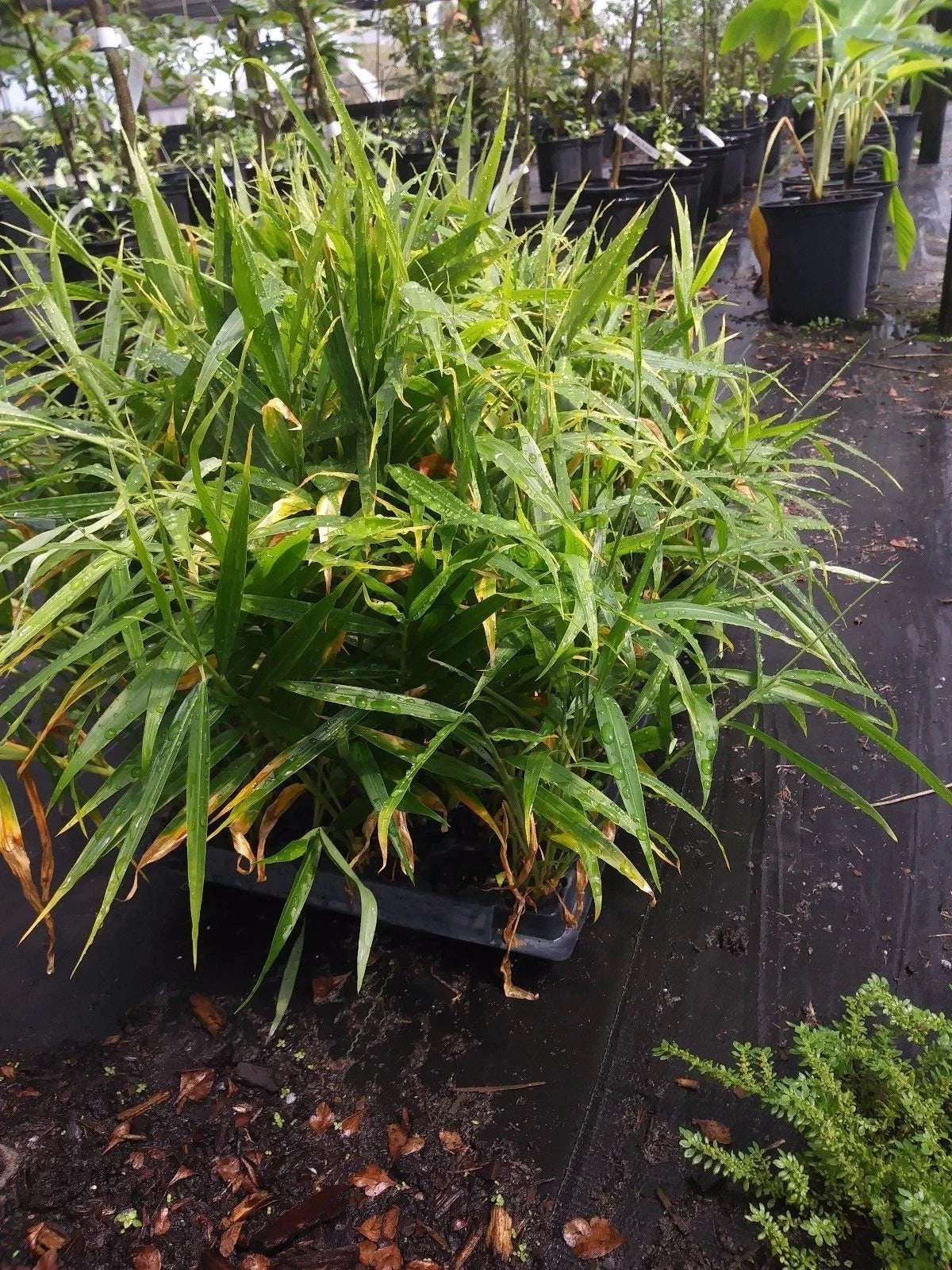 Ginger Plant - Live Culinary Root - Non-GMO, Pesticide-Free - Zingiber officinale - 1 Plant from Ocala, Florida