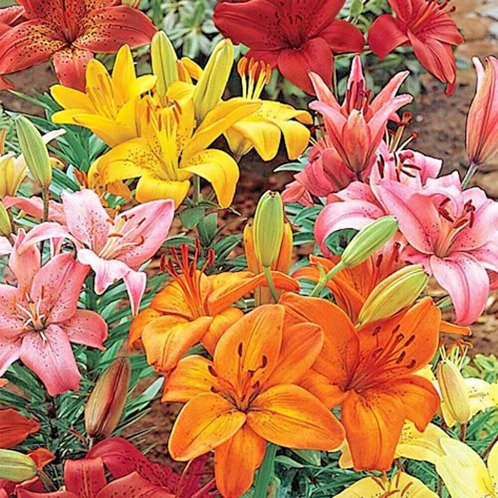 Asiatic Lily Mix Bulbs 14-18cm Orange Pink Red Yellow Lilium Asiatic Oriental Tiger Trumpet