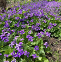 Purple Wild Violet Plants Bareroot Rhizomes Organic Viola Odorata 10+ Edible Perennial Flower Hardy Zones 6-10