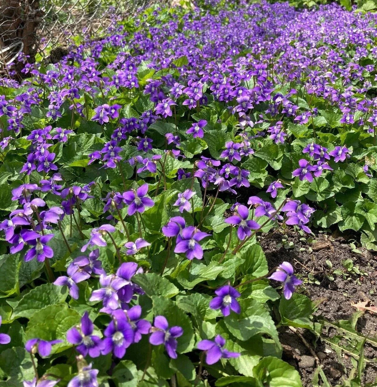 Purple Wild Violet Plants Bareroot Rhizomes Organic Viola Odorata 10+ Edible Perennial Flower Hardy Zones 6-10