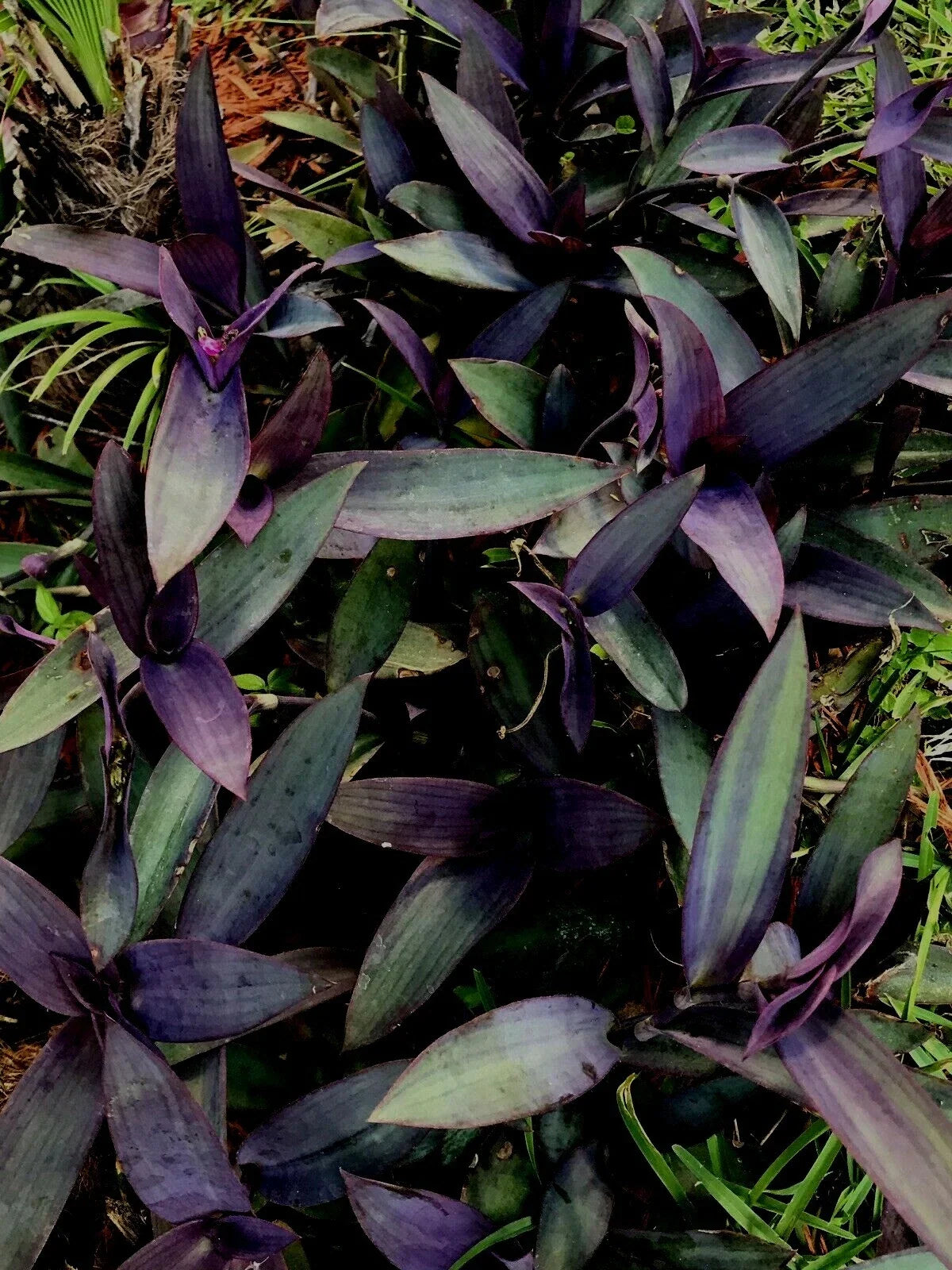 Purple Wandering Jew Tradescantia Zebrina Houseplant Cuttings 6+ Inches - 6 Cuttings