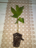 Jamaican Cherry Starter Plant Muntingia calabura Small Well-Rooted Cutting Strawberry Tree