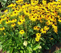Black-Eyed Susan Perennial Plants 7+1 Free Golden Yellow Daisy Rudbeckia Full Sun Blooms July-Oct 24" Height 24" Spread
