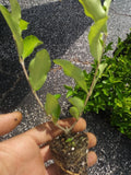 Acerola Cherry Tree Plant - Barbados Variety - Florida Sweet - Live, Pesticide-Free, Ready to Plant - Malpighia emarginata
