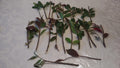 Cherry Laurel Cuttings 5-8" Fresh Unrooted Shrubs Hedges Prunus laurocerasus Organic