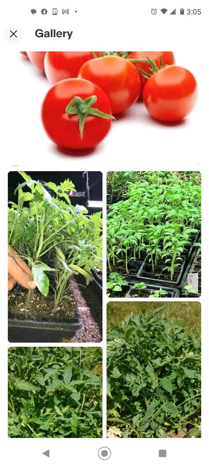 Tomato Seeds Campari 50+ Organic Non-GMO Heirloom Vegetable Solanum lycopersicum