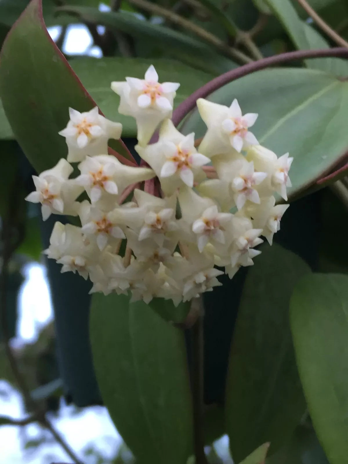 Rare Hoya sp. Laos Rooted Plant 2.5" Pot