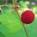 Thimbleberry Raspberry Plant - Thornless Starter - Zones 3-8 - Rubus parviflorus - Medium Size, Summer Bearing, Self-Pollinating