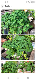 Dutch White Clover Live Organic Roots Plant 30+ Medium Nitrogen Fixer Trifolium repens