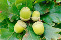 50 White Oak Acorn Seeds - Quercus alba - 1 to 1½ Inch Shiny Acorns - Mature Height 50-70 Feet - Zones 4 to 8