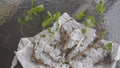 Mint Plant 6 Roots Organic Mojito Mentha Villosa ???? ???