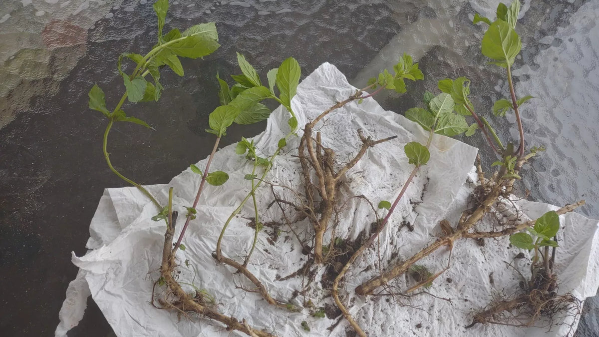 Mint Plant 6 Roots Organic Mojito Mentha Villosa ???? ???