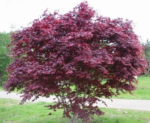 4 Unrooted Cuttings of Red Japanese Maple Trees, 7-Point Leaf, Acer palmatum, Ideal for Propagation, Zones 5-8