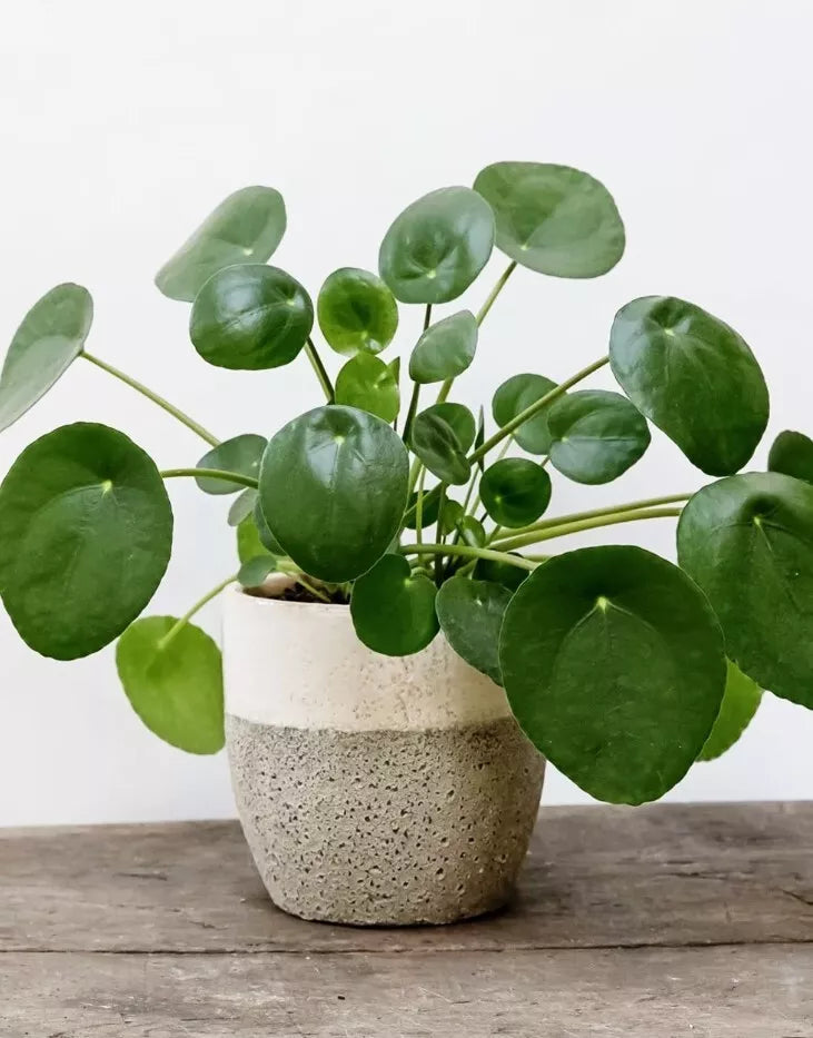 Chinese Money Plant 4-7" Tall Pilea Peperomioides Live Houseplant No Pot