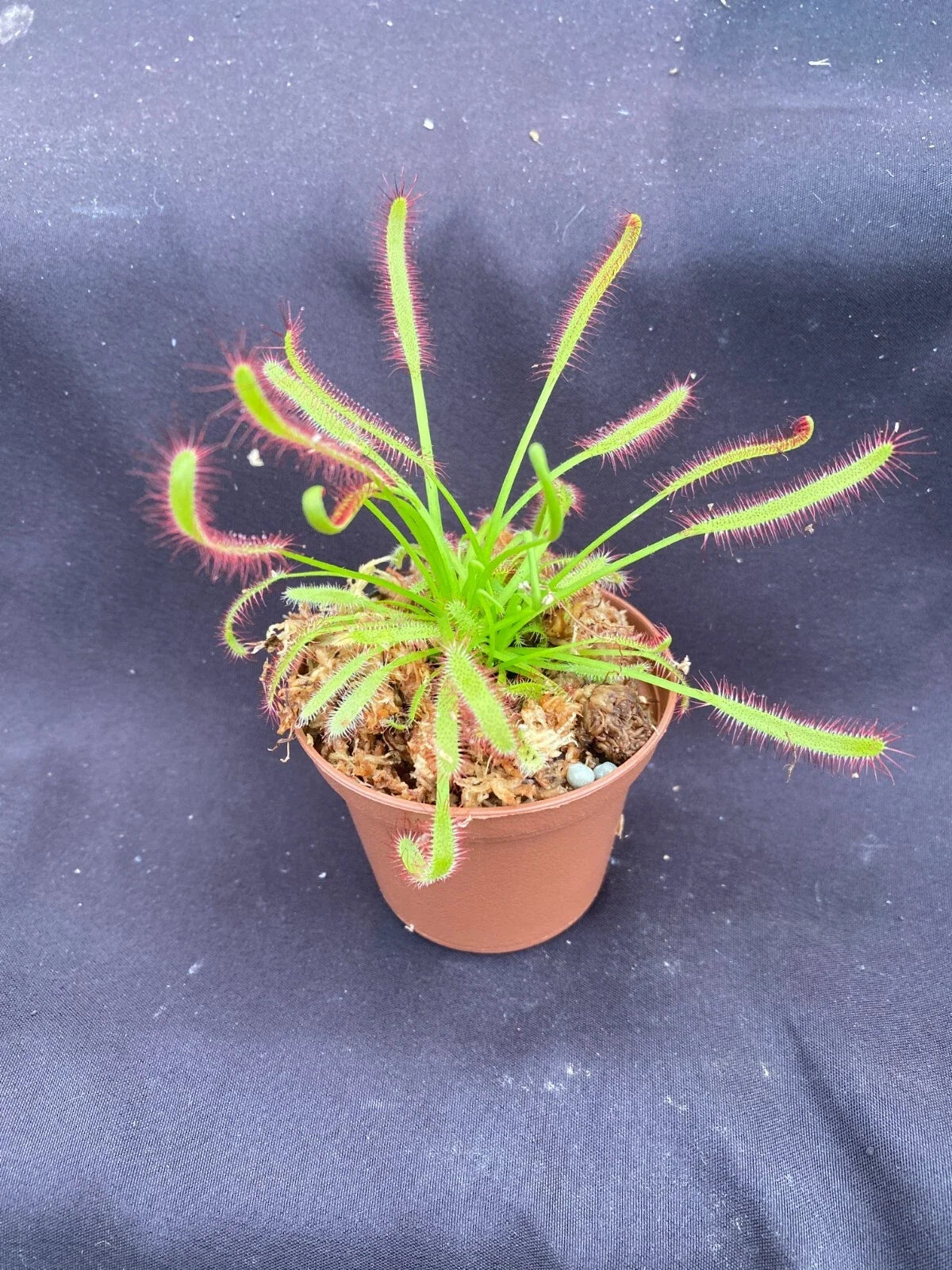 Carnivorous Plant Drosera capensis 2.5" Pot Cape Sundew Rooted