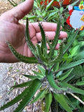 Mothers of Thousands Succulent Trio - Green Alligator Plant Kalanchoe daigremontiana 3-Pack
