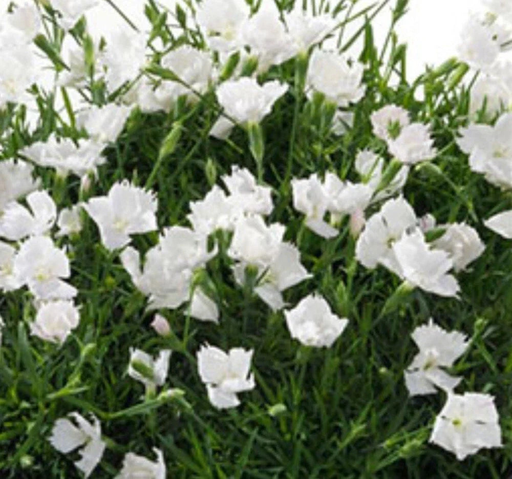 Beauties Annabelle Dianthus - Bare Root Perennial Plant - White Flowers - Dianthus spp. - Elegant Garden Addition (Set of 3)
