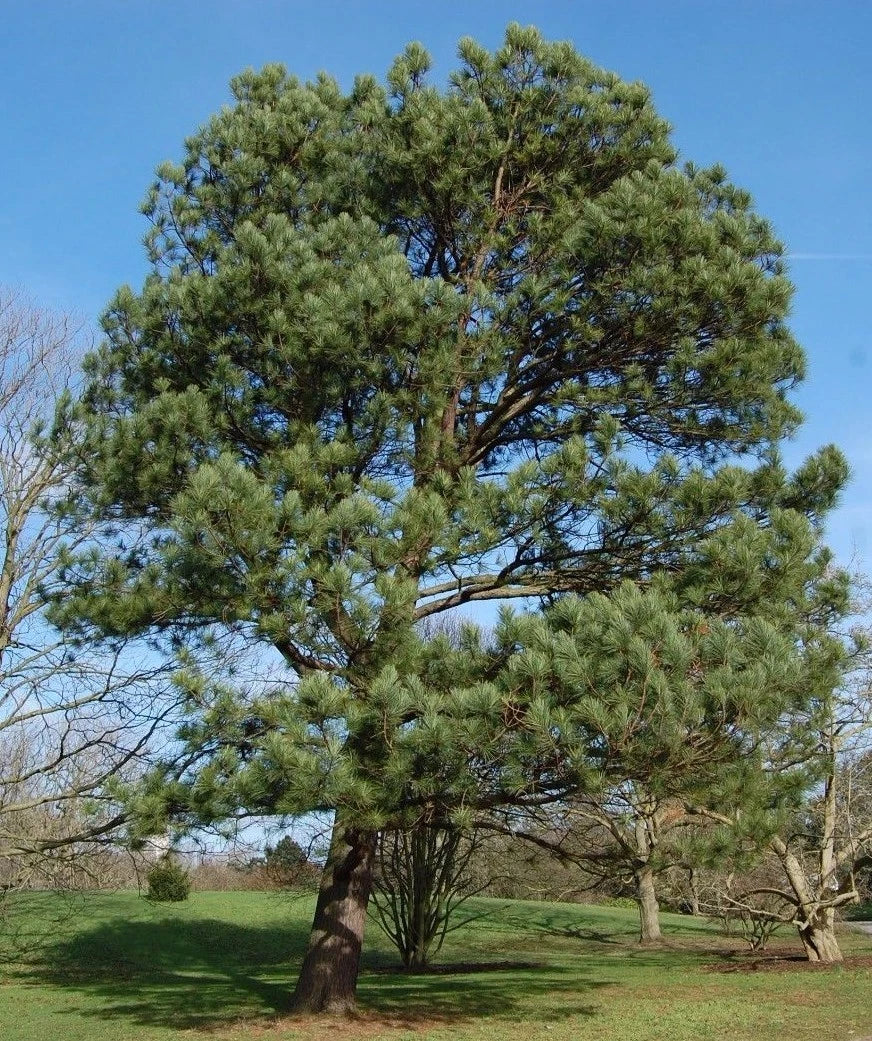 Loblolly Pine Trees 1ft Seedlings - Evergreen Fast-Growing Pinus Taeda - Southern USA Native - 3 Live Plants