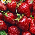 Allstar Junebearing Strawberry Plant - 5 Bare Root Perennial Fruit Plants - Fragaria x ananassa - High Yield, Sweet Berries