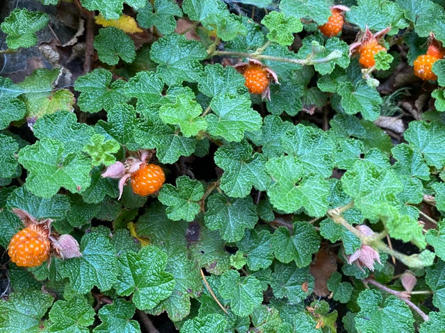Rooted Formosan Raspberry Cuttings 8-Pack - Edible Ground Cover, Drought Tolerant, Cold Hardy, Fast Growing, Rubus formosanus