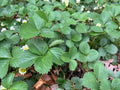 Everbearing Strawberry Plants - 10 Bare Root Live Edible Perennials - Fragaria x ananassa - Organic & Pesticide Free ????