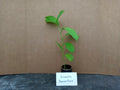 Giant Granadilla Passion Fruit Plant - Live Starter Plant, Passiflora Edulis, Edible, Fast-Growing, Free Shipping
