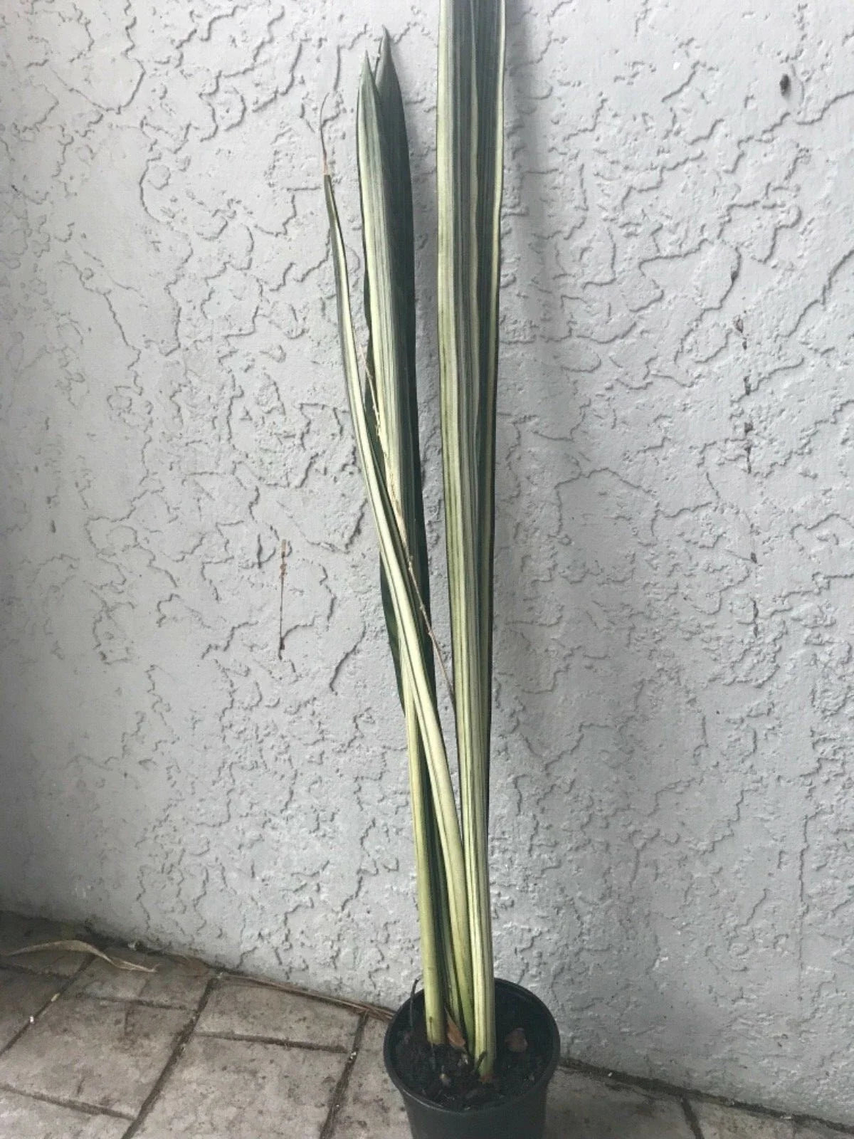 Bantel Sansevieria 24" White Lightning Snake Plant (Sansevieria trifasciata)